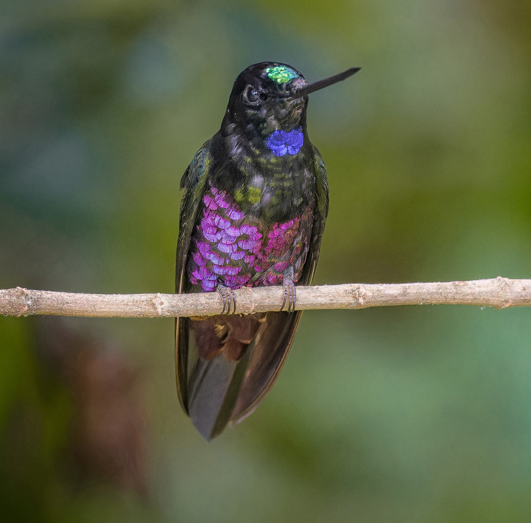 image Blue-throated Starfrontlet